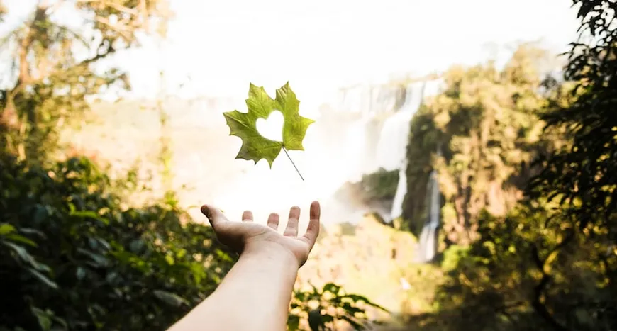 professional renewal nature background